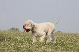 LAGOTTO 102